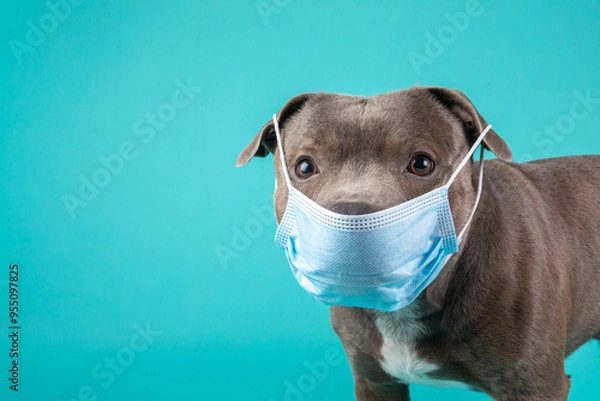 Fototapeta Dog in Medical Protective Mask isolated background with copy space. Dog against COVID-19 virus pandemic concept.