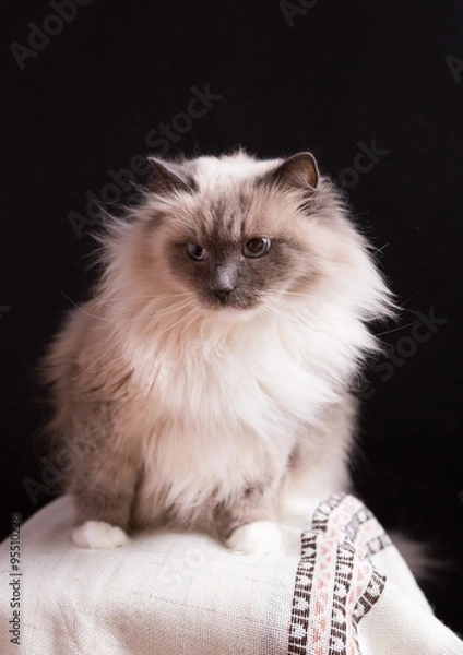 Fototapeta Beautiful Neva Masquerade cat portrait