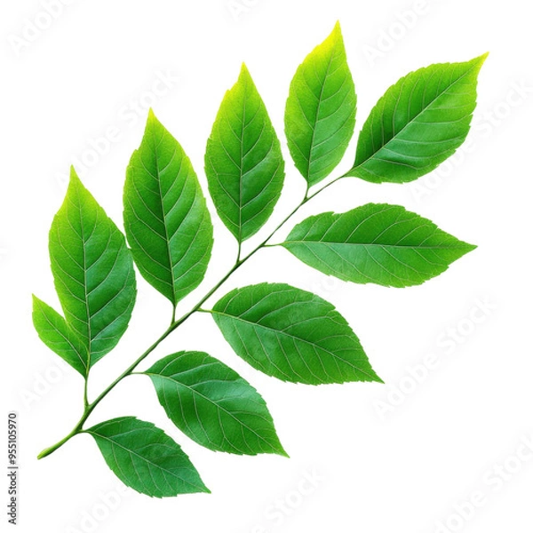Fototapeta A vibrant green leaf branch showcasing lush foliage against a clean background, perfect for nature-themed designs.