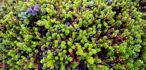 Fototapeta A shot of a black crowberry plant with fruits in autumn. Northern part of Sweden