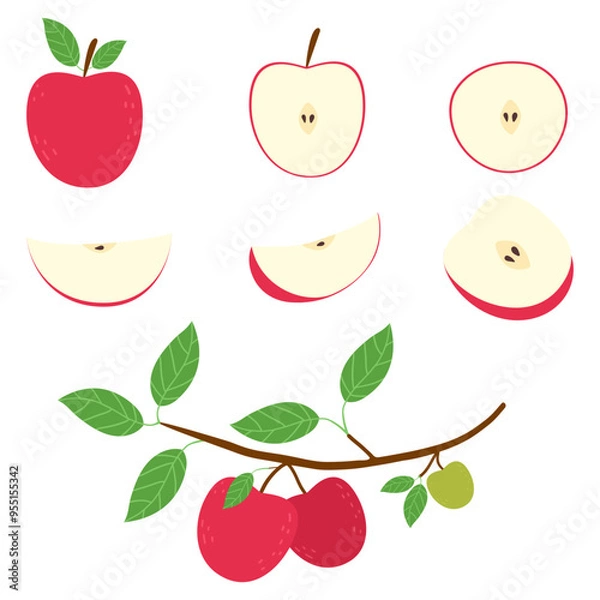 Fototapeta Hand drawn doodle apple set. Whole, half and slice fruit isolated on white.