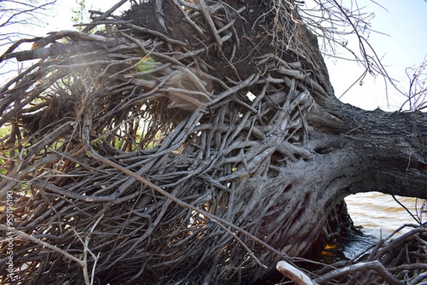 Fototapeta Fallen tree. Root system close-up.