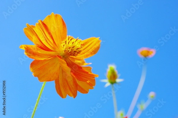 Obraz 黄花コスモスと秋空