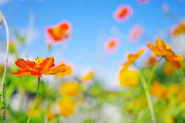 Obraz 黄花コスモスの花壇