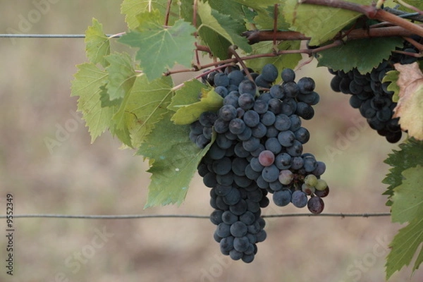 Obraz Grappolo di uva nera