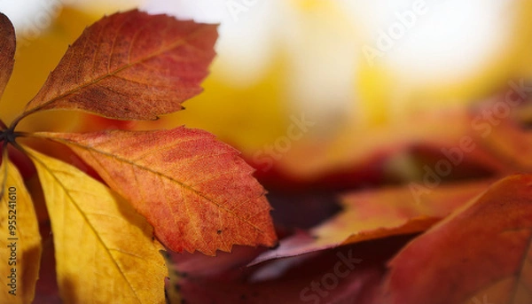 Obraz Autumn leaves, colored tree leaves background