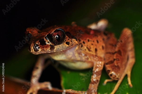 Fototapeta The common mist frog Litoria rheocola is native to the flowing streams 