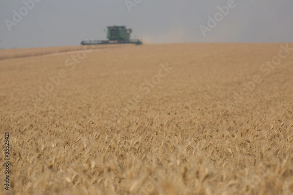 Obraz Ripe and Ready to Harvest Wheat / Beyond the ripe wheat is a combine threshing in the field