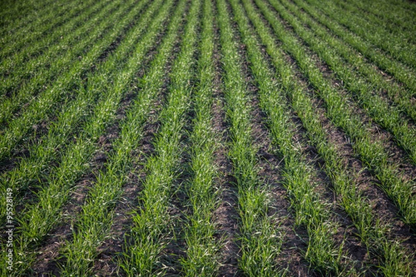 Obraz Wheat in the Spring/View in the spring of the rows of wheat in a field.