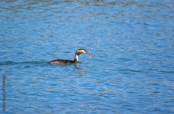 Fototapeta red-brown great crested grebe with plumage catches fish in open beak swims in turquoise royal blue water reflection in the water during the day in sunshine, intense colors without people