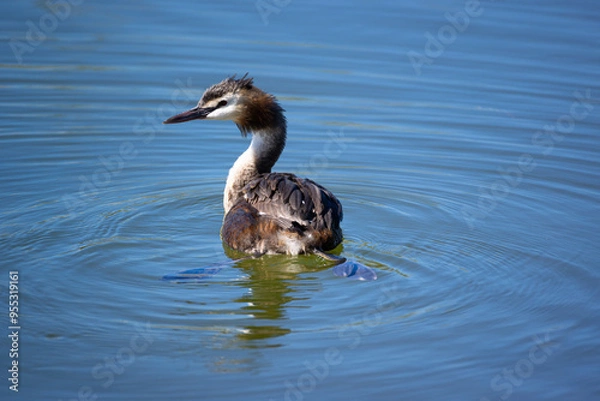 Fototapeta red-brown great crested grebe with plumage, fins swimming in turquoise royal blue water reflection and slight waves in the water during the day in sunshine, intense colors without people