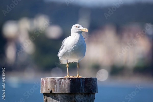 Fototapeta huge white-blue sea gull yellow eyes stands on a wooden pole and looks out for prey fish in the water blurred background during the day sunshine