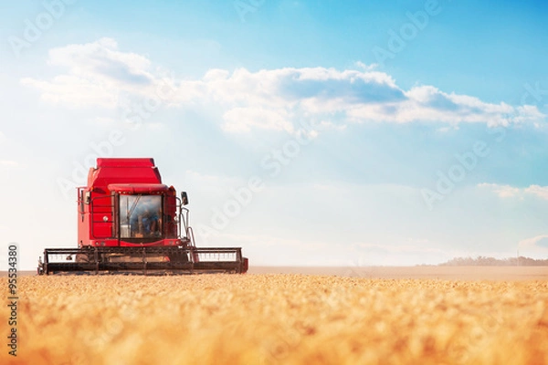 Fototapeta Combine harvesting wheat and cloudscape