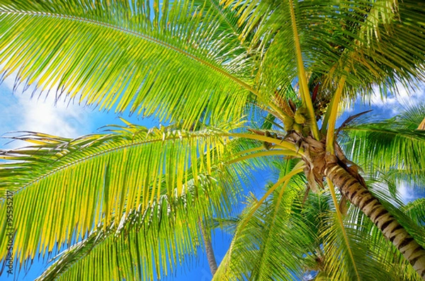 Fototapeta Coconut palm trees in the blue sky with fluffy clouds perspectiv