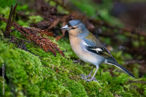 Fototapeta Azores Chaffinch is an endemic bird species living only in the Azores islands