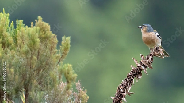 Fototapeta Azores Chaffinch is an endemic bird species living only in the Azores islands