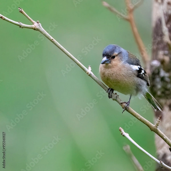 Fototapeta Azores Chaffinch is an endemic bird species living only in the Azores islands