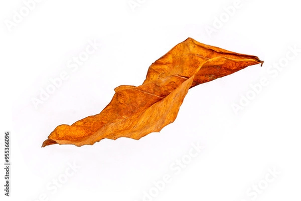 Obraz Dry leaves isolated on white background. Clipping path included.