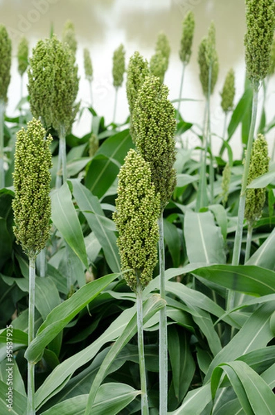Obraz Sorghum or Millet field