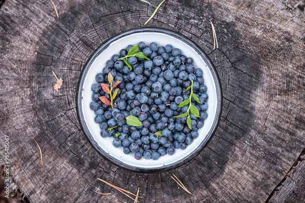 Obraz Wild blueberries collected into a bowl on an old stump in the forest. Foraging on wild berries in Scandinavia. Concept of healthy eating