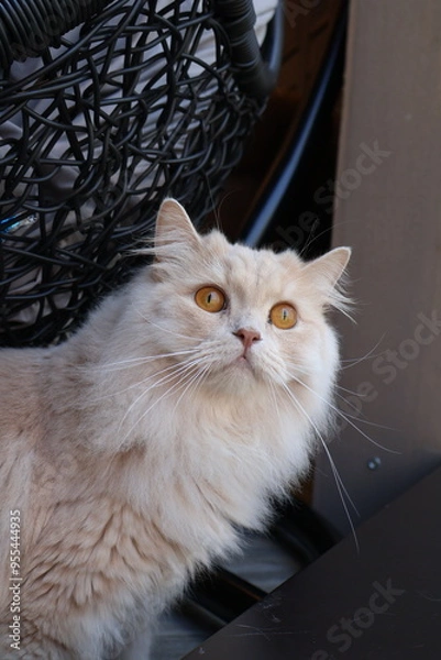 Obraz cat looking up