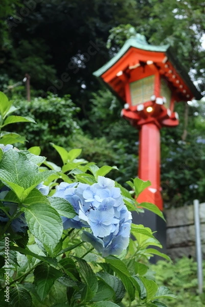 Fototapeta lantern and hydrangeas