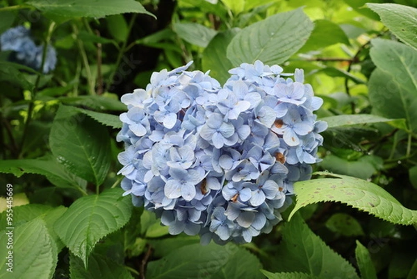 Obraz Heart shaped hydrangea