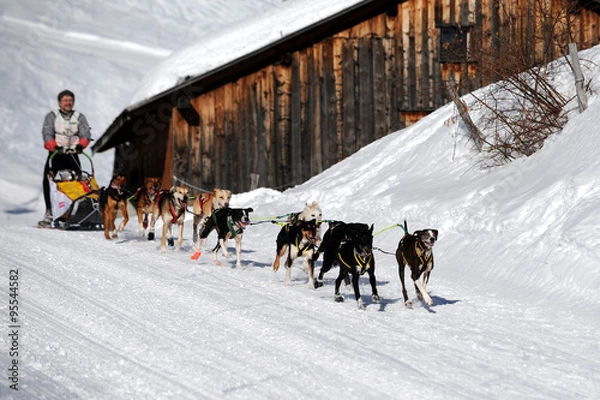 Obraz Chien de traineau