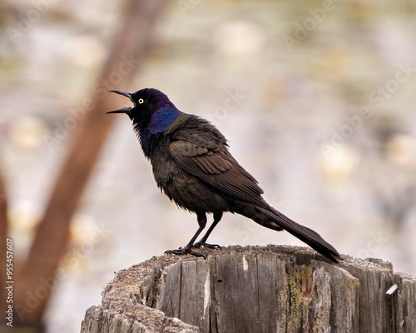 Obraz Common Grackle Photo and Image.  Close-up side view standing on a tree stump with blur background in its environment and habitat.