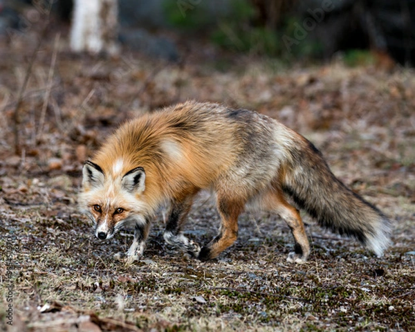 Fototapeta Red Fox Photo Stock. Unique fox close-up profile side view  in the spring season in its environment and habitat with blur background displaying white mark paws, unique face, fur, bushy tail.  