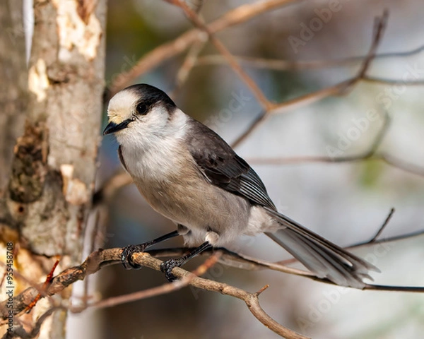 Obraz Grey Jay Photo and Image. Perched on a tree branch displaying grey color, tail, wings, feet, eye with a forest background in habitat surrounding. Jay Photo.