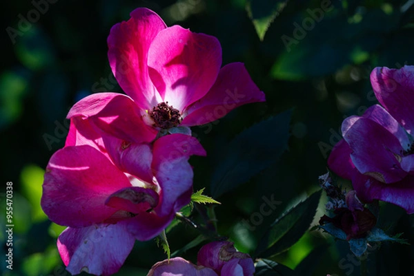 Obraz pink and purple