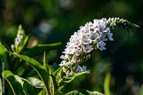 Obraz butterfly on a flower