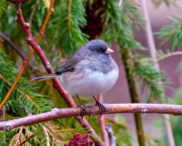 Fototapeta Junco Dark-eyed Photo and Image.  Close-up front view perched with a coniferous forest background in its environment and habitat surrounding