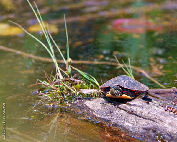 Obraz Painted Turtle Photo and Image.  Front view resting on a log in the swamp with vegetation and lily water pad background in its environment