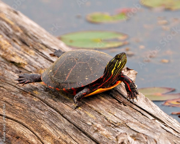 Obraz Painted Turtle Photo and Image.  resting on a log in the pond with lily water pad  and displaying its turtle shell, head, paws in its environment and habitat. Turtle Picture.