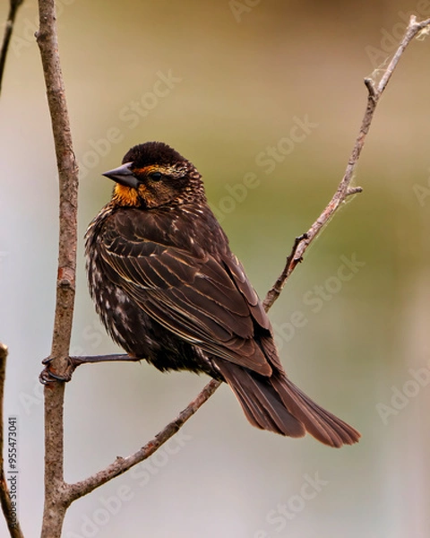 Obraz Red-Winged Blackbird Photo and Image.  Blackbird juvenile close-up side view, perched on a twig with a brown background in its environment and habitat.