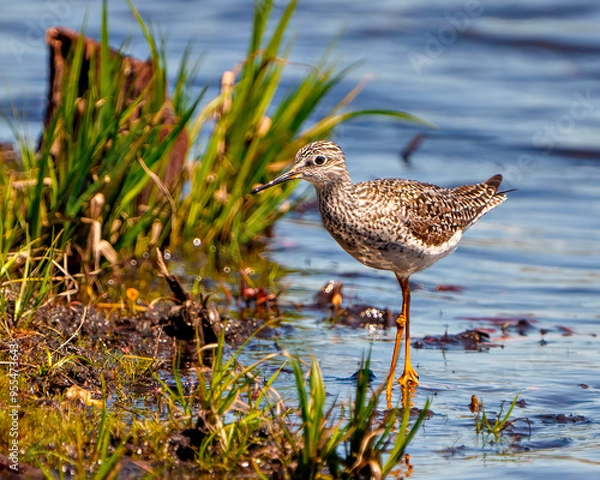 Obraz Common Sandpiper Photo and Image.   Sandpiper close-up view standing in the water with a blue water background in its marsh environment and habitat.