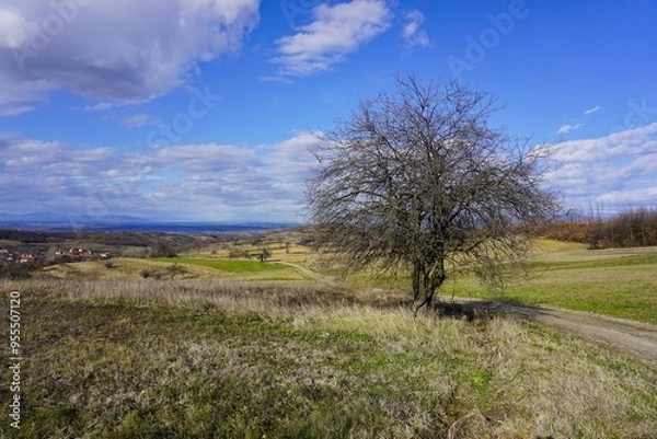 Fototapeta spring landscape with trees and sky
