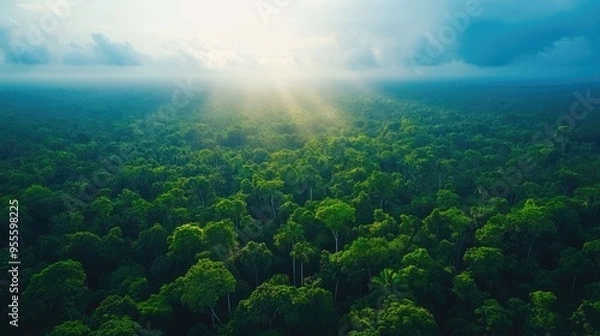 Fototapeta An aerial view of a vast rainforest, with the treetops forming a continuous green canopy under a bright blue sky.