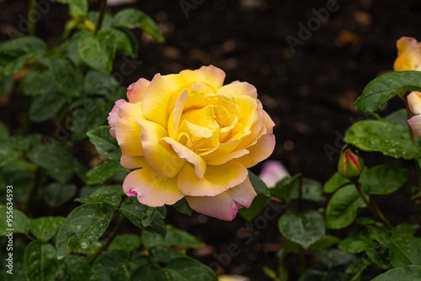Fototapeta Front view of yellow and purple rose of the variety "R. Peace" with green leaves at back created by Meiland International