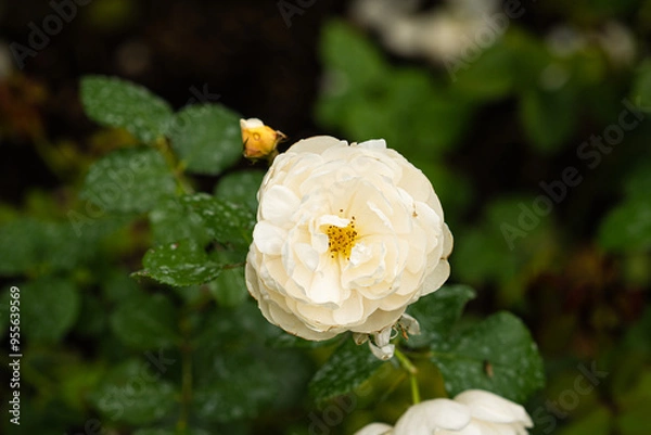 Fototapeta White rose of the variety "R. William and Catherine Kordes" with green leaves at back