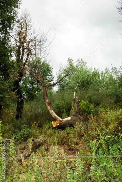 Obraz dead tree in the forest