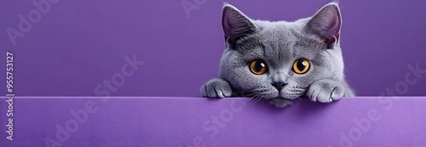 Obraz cat on a purple background