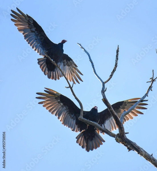 Fototapeta Turkey Vultures