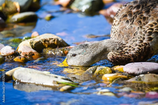 Obraz Mallard with river and rocks 