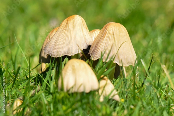 Fototapeta Mushrooms