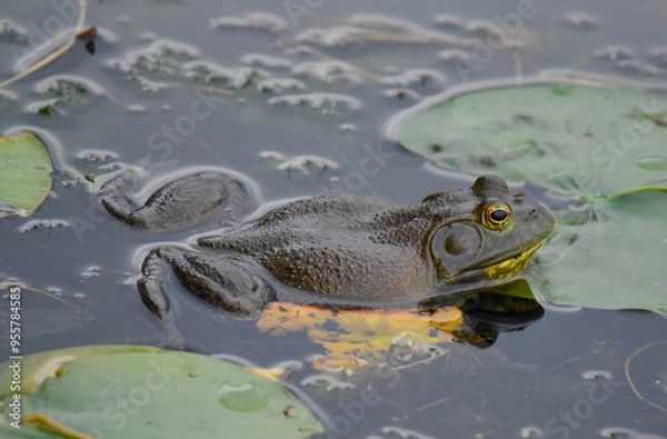 Obraz Bullfrog with lily pads