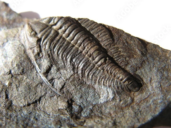 Fototapeta Paradoxides Gracilis - Trilobite