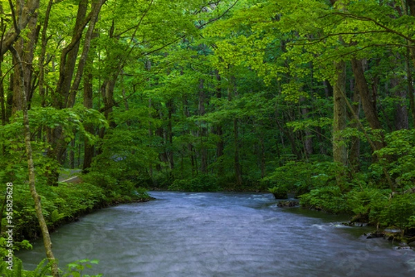 Fototapeta 日本の風景・春　青森県十和田市　新緑の奥入瀬渓流